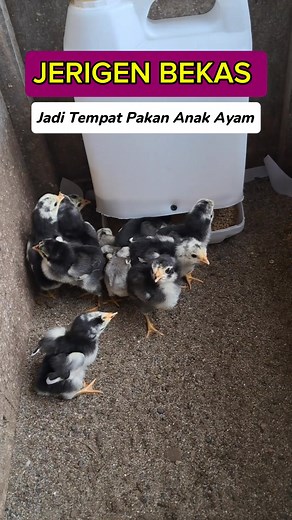 Membuat Hal bermanfaat dari jerigen bekas jadi tempat pakan ayam #tutorials #videotutorial #wajibtau #trikbaru #caratukang #triktukang #tempatpakanayam #fbpro #monetisasi | Tujutujufarm Pangkep