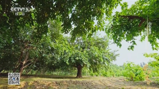 《农耕探文明》 第19集 山东夏津 黄河故道古桑树群