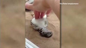 Who knew lizards like to be tickled? | CNN