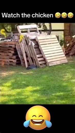 🐔💨 "Chicken Chasing Dog Gone Wild!"