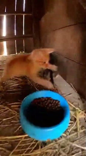 A bold rat invades kittens’ food bowl—chaos erupts in a wild shed showdown
