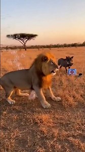 Have You Ever Seen a Lion This Scared of Soap Bubbles? 🤣