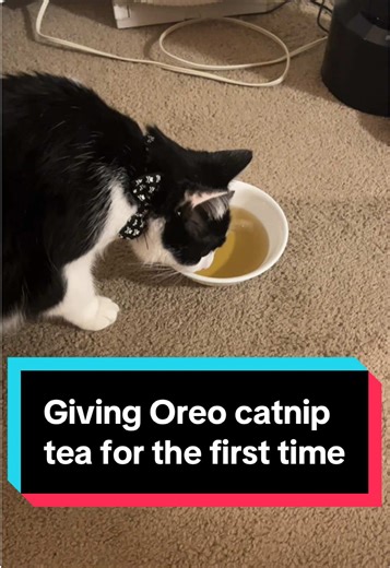Oreo's Hilarious Catnip Tea Reaction