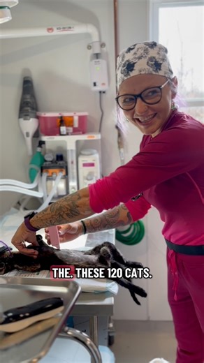 🐾 120 Cats. 1 Mission. Endless Gratitude. 🐾 Today, Ten Lives Club hosted a Spay & Neuter Clinic at our Main Shelter, and what a day it was! Thanks to our incredible board member Karen Slomba and owner of Slomba Solutions who coordinated a dedicated team of 8 veterinary professionals including the amazing surgeon, Dr. Canupp to fly in from across the country and help 120 TLC cats take one big step closer to finding their forever homes. ✈️💙 With the help of all the vets, Dr Canupp, our hardwork