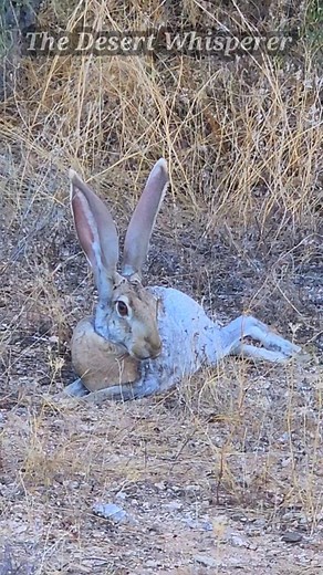 🐰Antelope jackrabbits are solitary, nocturnal and crepuscular, but may be active on cloudy days during the day. In the hot season they spend their days staying out of the heat in what are known as "shelter forms," which they create by backing up under weeds, grass, or brush, or simply sitting under the shade of a mesquite trunk or cactus, preferring mesquite or creosote bush. Such shelter helps to deal with the extreme heat of the day. #antelopejackrabbit #weroamarizona #koldnews13 #arizona_hik