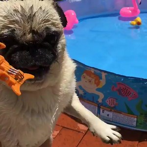 114K views · 18K reactions | SharkieSeason is upon us 麗 #pug #pugs #puppies #pugpuppies #Mops #pugsnotdrugs #puglife #pugsofinstagram #dogsofinstagram #pet #buzzfeed #dogs #dogoftheday | Grumpy Pug | Facebook