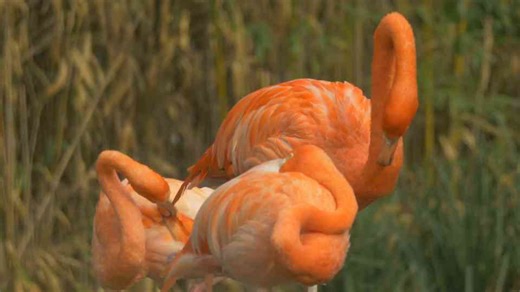 Why Flamingos Fascinate: 8 Intriguing Insights About These Pink Wonders