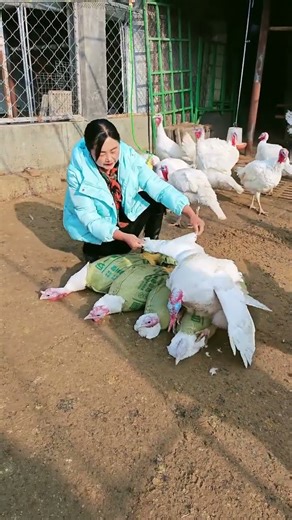 感谢快手绿色平台的每次支持！ #农村养殖人 ！火鸡！