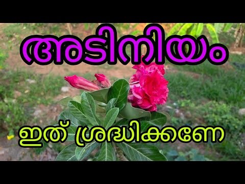 Adenium Plant Care | Watering & Pest Control Tips|Rc Garden|