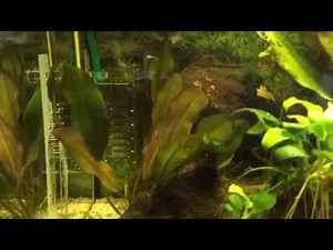 Dennerle BIO CO2 Anlage