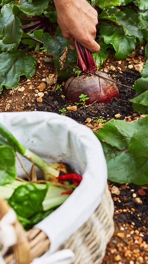 At Marrian George, the garden gives first; fresh greens, fiery chillies, and beets pulled straight from the earth. What begins in our soil finds its way to your plate, shaping meals that taste of the Swartland itself. It’s food that tells the story of where it’s grown; honest, simple, and full of care. Taste the season at Marrian George. | stay@marriangeorge.co.za | 27 (0)66 301 5825 | www.marriangeorge.co.za #MarrianGeorgeHotel #FromGardenToTable #SwartlandSoil #MarrianGeorgeMoments #MGcanteen 