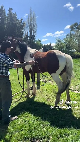 Essential Groundwork for First-Time Floating Horses