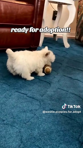 westie puppies for adoption! #westhighlandwhiteterrier #westiepuppies | dogs