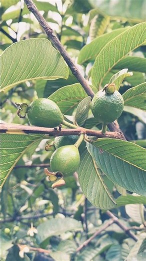 Guava tree with flowers, buds & fruits