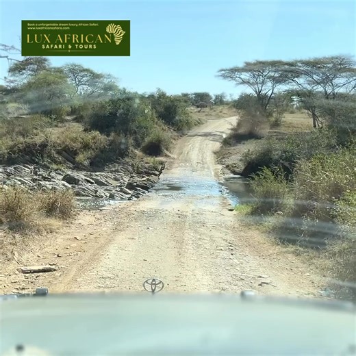 This is what unforgettable travel looks like — wide open landscapes, iconic wildlife, luxury safari moments, and experiences that stay with you long after the journey ends. Tanzania offers a safari adventure unlike anywhere else in the world, and every moment tells a story. At Lux African Safaris & Tours, we specialise in tailor-made safari and tour packages designed around your travel style, interests, and pace. From legendary game drives in the Serengeti to carefully curated lodge stays and se