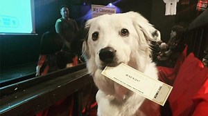Movie theater allows dogs and offers bottomless wine
