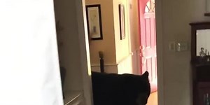 Bear helps itself to a meal in couple’s kitchen