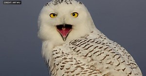 MSP Airport team, birdwatchers keeping close eye on snowy owls
