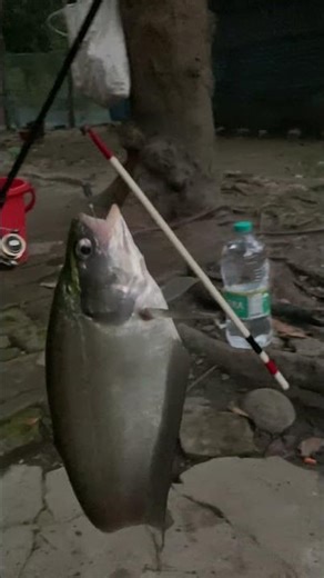Foley Fish Catch With Fishing Rod🐟🐟Fishing Trip🎣✅ #fish