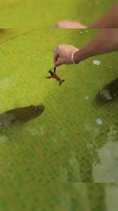 8.7K views · 122 reactions | $10,000 Money Challenge GONE WRONG | RAWWFishing | Facebook