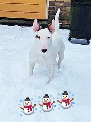 ❄️Do you like snow?☃️ #minibullterrier #miniaturebullterrier #bullterrierlove #bullterrier #dog