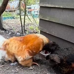 65K views · 1.1K reactions | Chicken Mating #kuroiler #chicken #chickenlover #BarredPlymouthRock #mating #reelsvideo #reelsfypシ #reelsvideoシ #ostrich #ostrichfarm #ChickenLife #FarmVibes #RoosterLife | Zalatt Organic Farm | Facebook