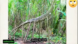 Rarest trees | Dangerous trees