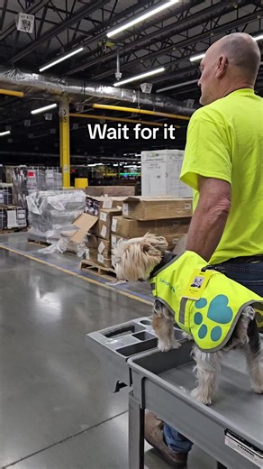 Amazing Working Dog Moments on TikTok