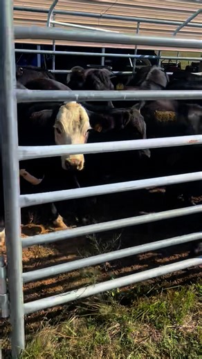 💥MERCY! 💥Look at these ladies! 💥Cow makin’ kind! These ladies are long time weaned, have had their shots, and are READY TO ROLL! 📅Coming to Poor Boy on Friday! We have another 80-100 long weaned yearlings in route! It’s going to be another one FOR THE BOOKS! If we can help you at all, give us a call! Tanner Ward 918-649-4535 | Poor Boy Livestock Auction