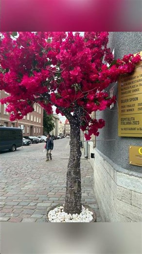 Exploring Magical Tallinn 🇪🇪✨ | A Fairytale Trip Through Estonia’s Capital