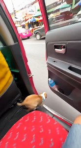 Chihuahua testing its leg strength #Chihuahua | Chichi Charlie