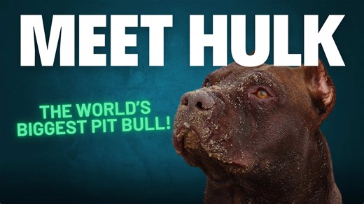 The Giant Pit Bull as Large as a Grown Man