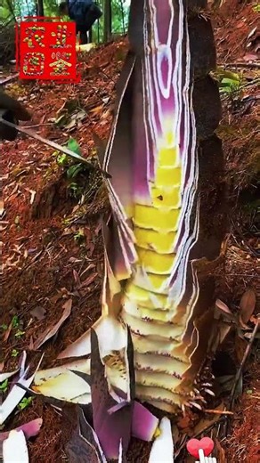 💪 深山寻宝！挖到宝藏大毛竹笋！笋王驾到！🤩