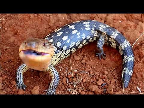 Angry blue tongue lizard