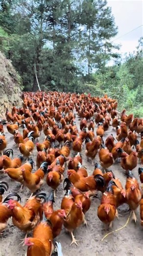 free-range native chicken#SanNong #RunningChicken #SupportingSanNong