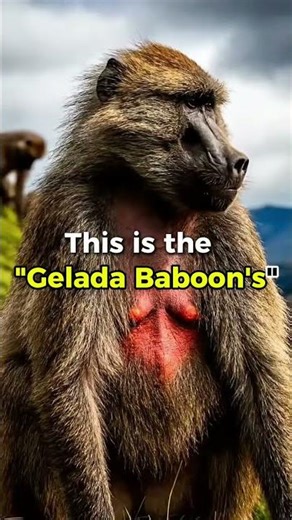 Gelada Baboons: Found Only in Ethiopia | Rare Wildlife