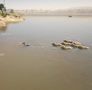 114K views · 205 reactions | Donkey impossible escape from lions | Indian Gamer DT | Facebook