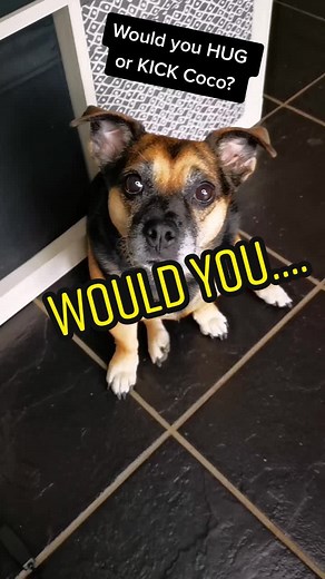 Can COCO get a hug = like ❤️