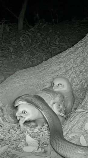 Owl Attacks a Cobra Nest | Rare Wildlife Night Footage