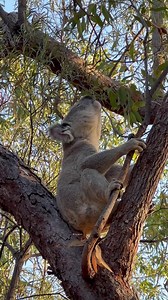 Have you heard a Koala Sing? Two male koalas have a territorial Battle of the Bellows on The Forts Walk #magneticisland #yunbenun #koala #seeaustralia #upforunexpected #destinationadventure | Destination Adventure