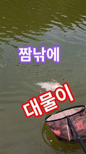 용못에서 짬낚에 하나 나왔어요~~ #붕어낚시 #노지낚시 #방조제낚시 #노지낚시 #짬낚시