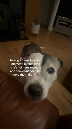 Instagram video by Dogs Land 🐶 • Oct 14, 2024 at 12:20 PM