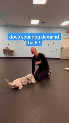 Stop Demand Barking in Dogs: Effective Training Tips