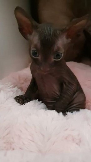 Cornish Rex kittens are to cute😽🥰😽