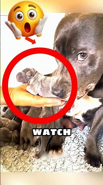 First-Time Mom Dog Needs Help: Owner Steps In to Save Puppies