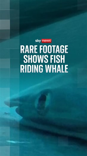 132K views · 582 reactions | Rare footage shows a remora, also known as a sucker fish, riding on a humpback whale near Australia's Gold Coast. #Ocean #Nature #Animals #Australia | Sky News | Facebook