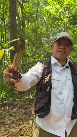 Pohon Keruing: Fakta, Manfaat, dan Peran Ekologis