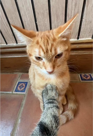 Cinderblock the Cat: Adorable Tickle Moments