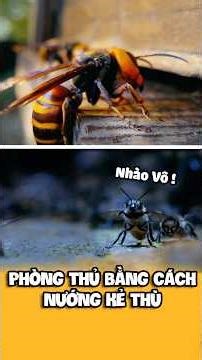 Ong Mật Phòng Thủ Bằng Cách "Nướng Sống" Ong Bắp Cày | Honey Bees vs. Giant Hornet