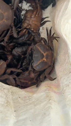 Crab curry #rfc #crabs #thirumal #kallivelli #villagefood #naturalfood